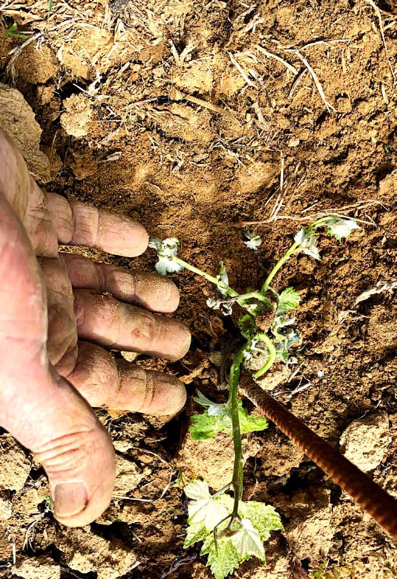 Plate II — A young vine in the Lari soil